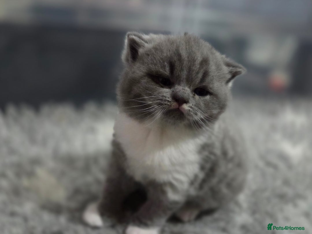 British Shorthair cats for sale: Gccf registered British shorthair kittens  - Image 4
