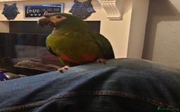 Macaws birds for sale: Illigers Macaw - Image 11