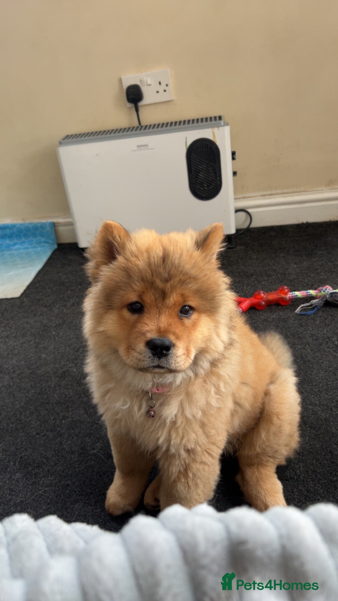 Chow Chow dogs Ready to Leave! 3 Beautiful Chow Chows 💙🩷 - Advert 2