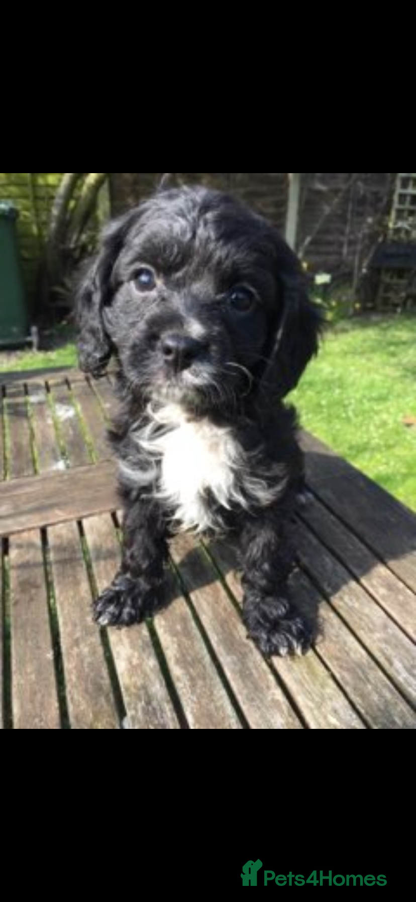 Cavapoo dogs F1 CAVAPOO BOY,READY NOW. - Advert 12