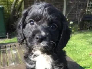 Cavapoo dogs F1 CAVAPOO BOY,READY NOW. - Advert 12