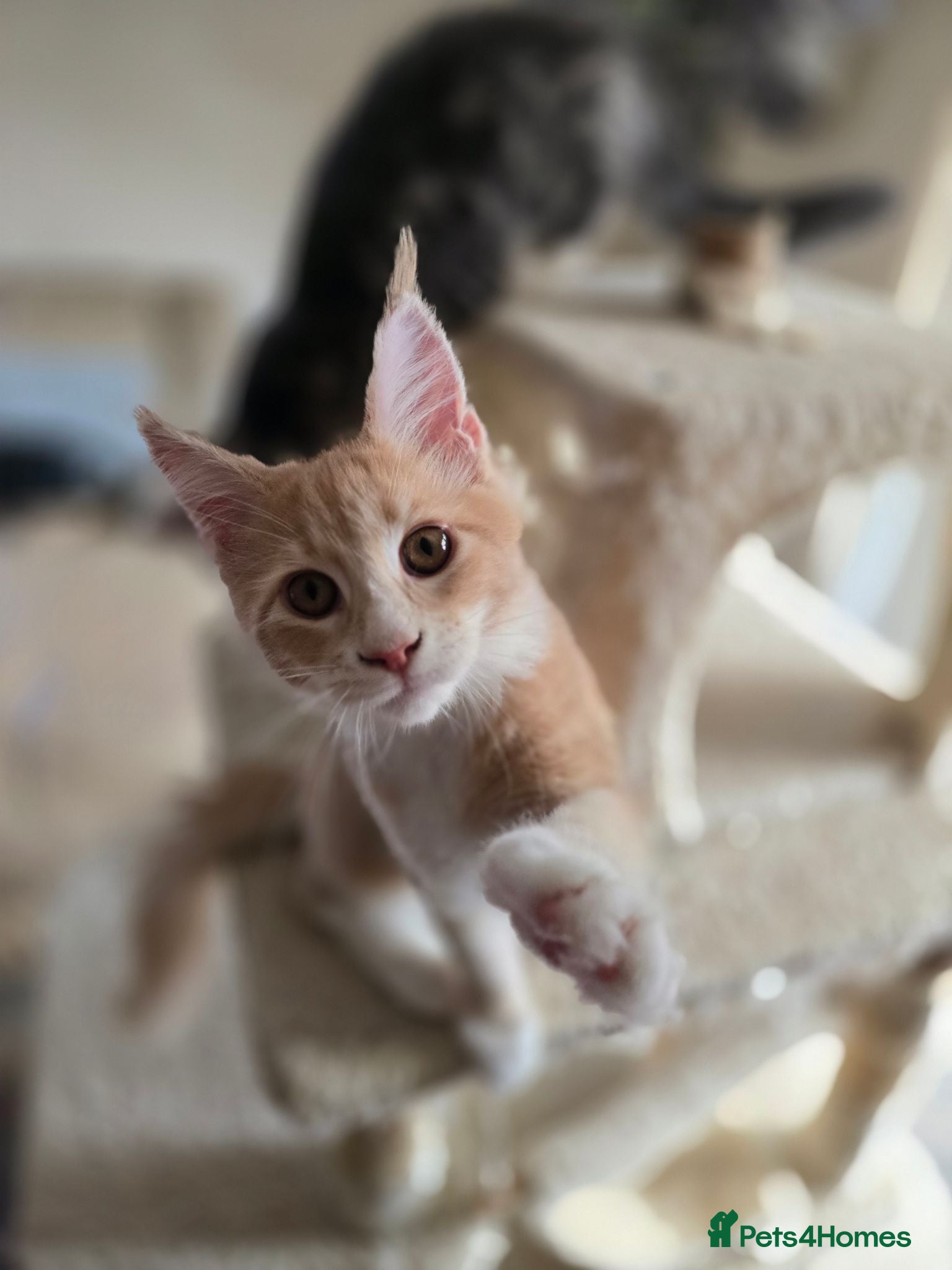 Maine Coon cats Ready Now Pedigree TICA Maine Coon Kittens - Advert 4