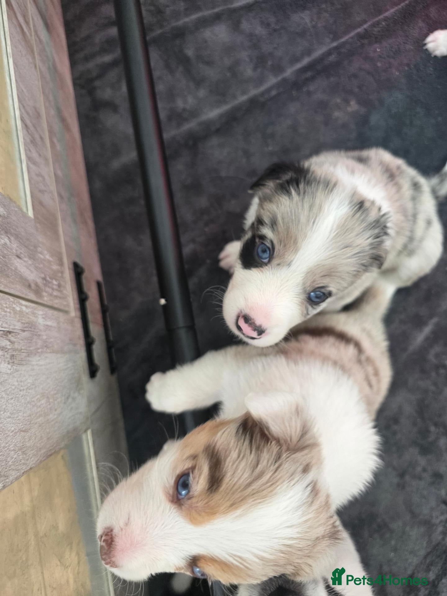 Border Collie dogs Border Collie Puppies  - Advert 2