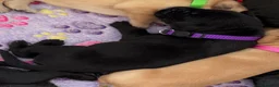 Labrador Retriever dogs for sale: Labrador puppies for sale. 1 golden boy left now. - Advert 31