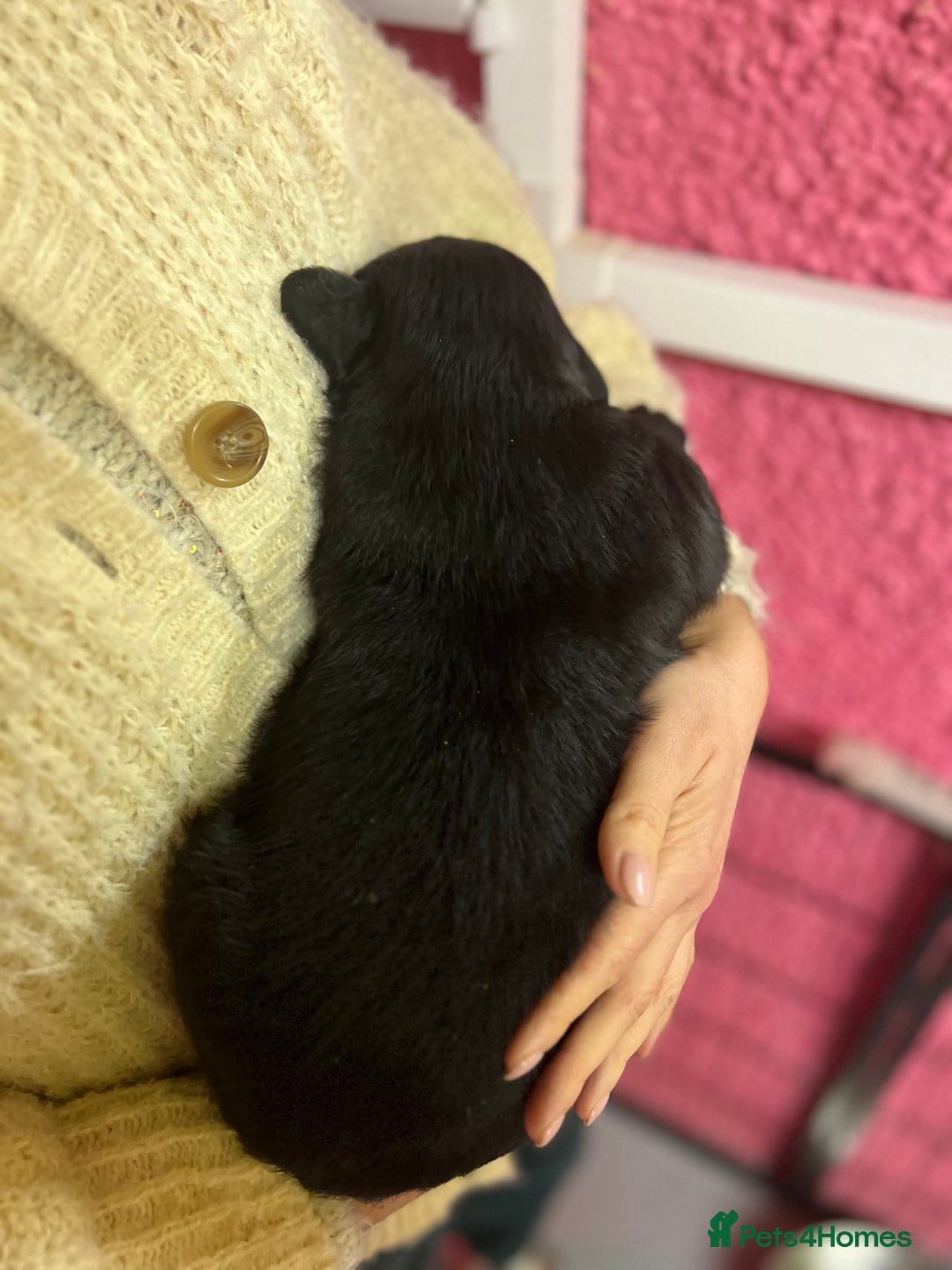 Labrador Retriever dogs for sale: KC Registered Royal Bloodline Puppies - Advert 8