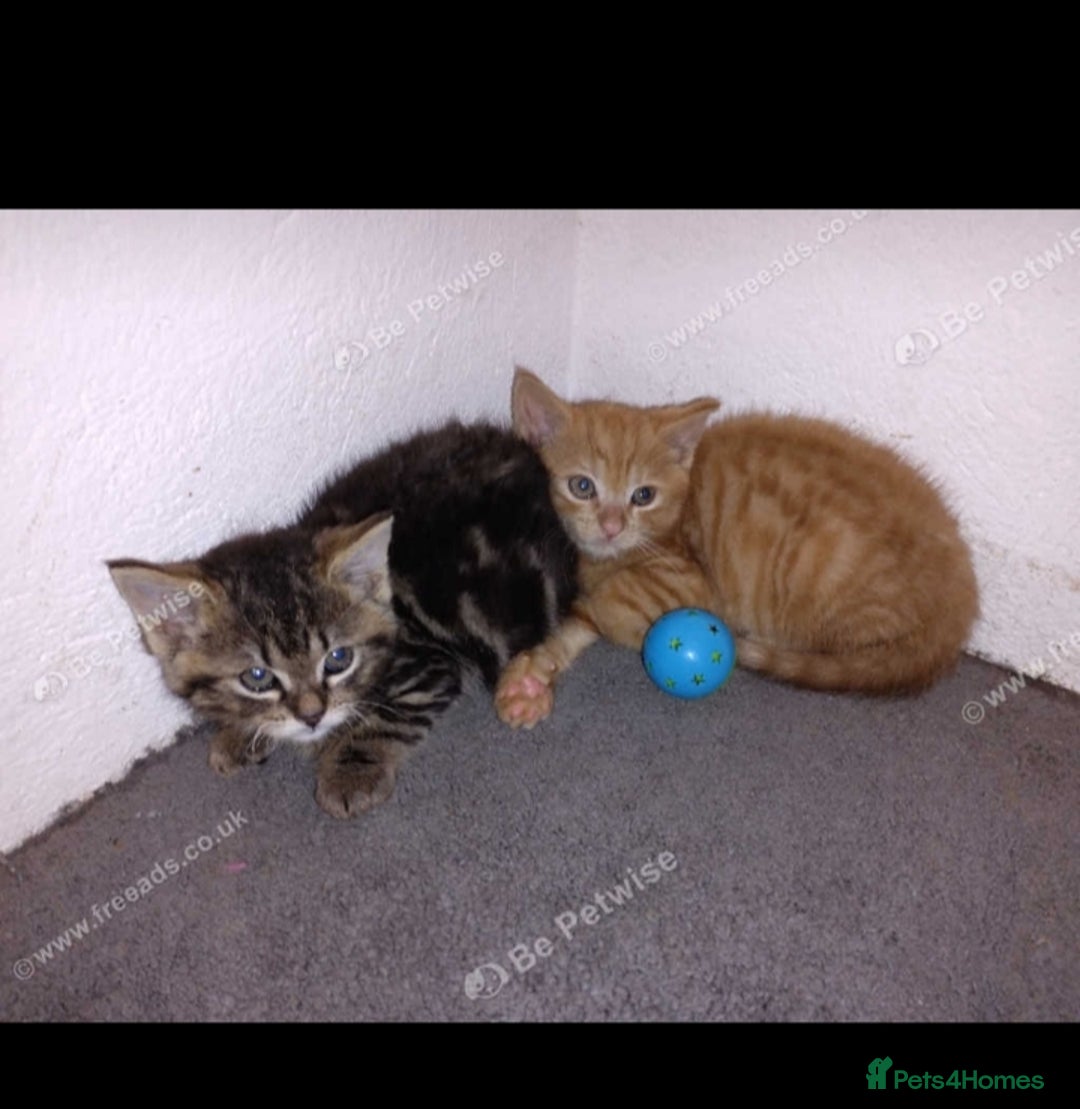 Mixed Breed cats for sale: Three kittens  - Image 3
