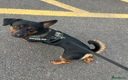 Chiweenie dogs for sale: Chiweenie - Image 6