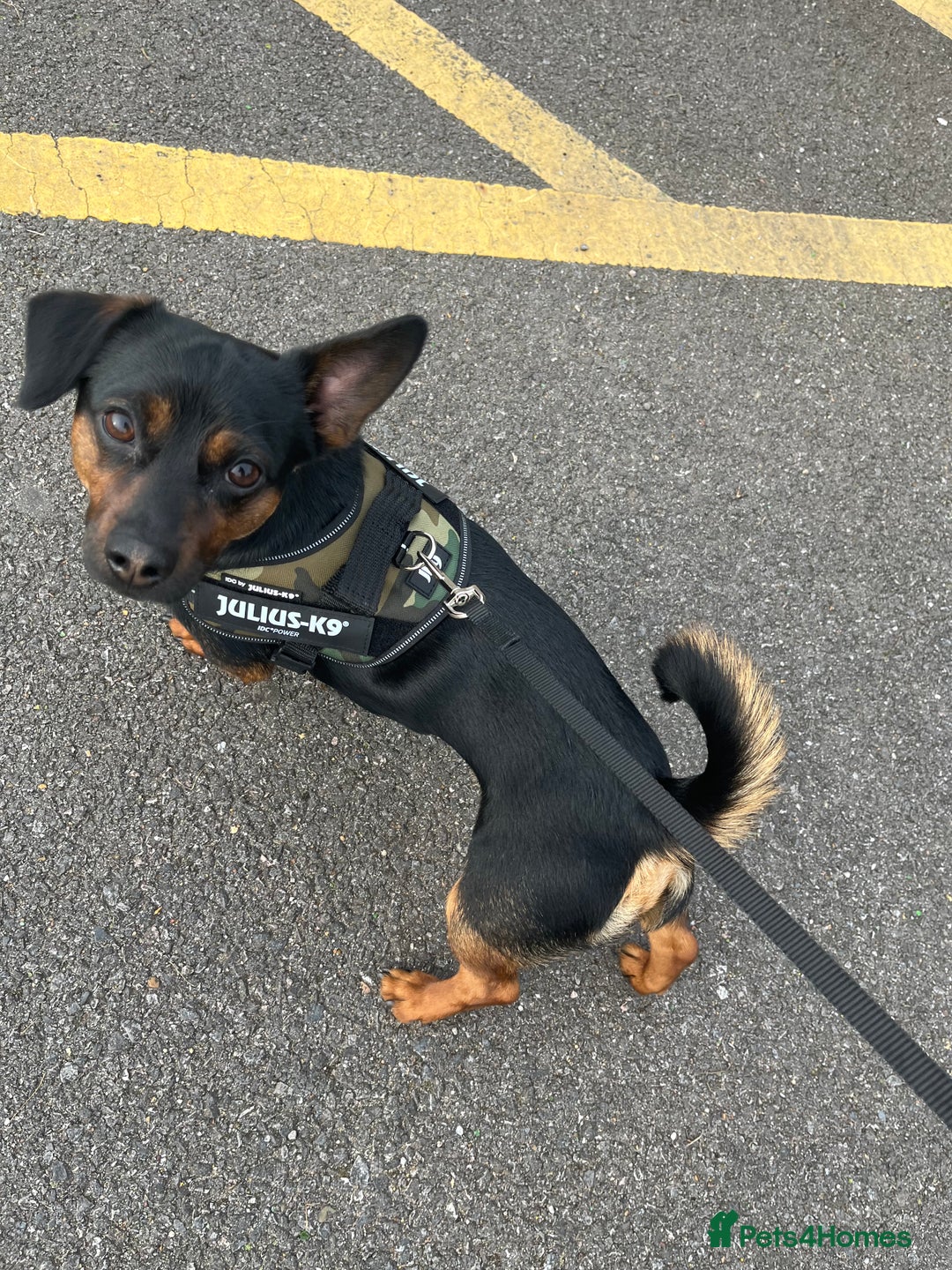 Chiweenie dogs for sale: Chiweenie - Image 6