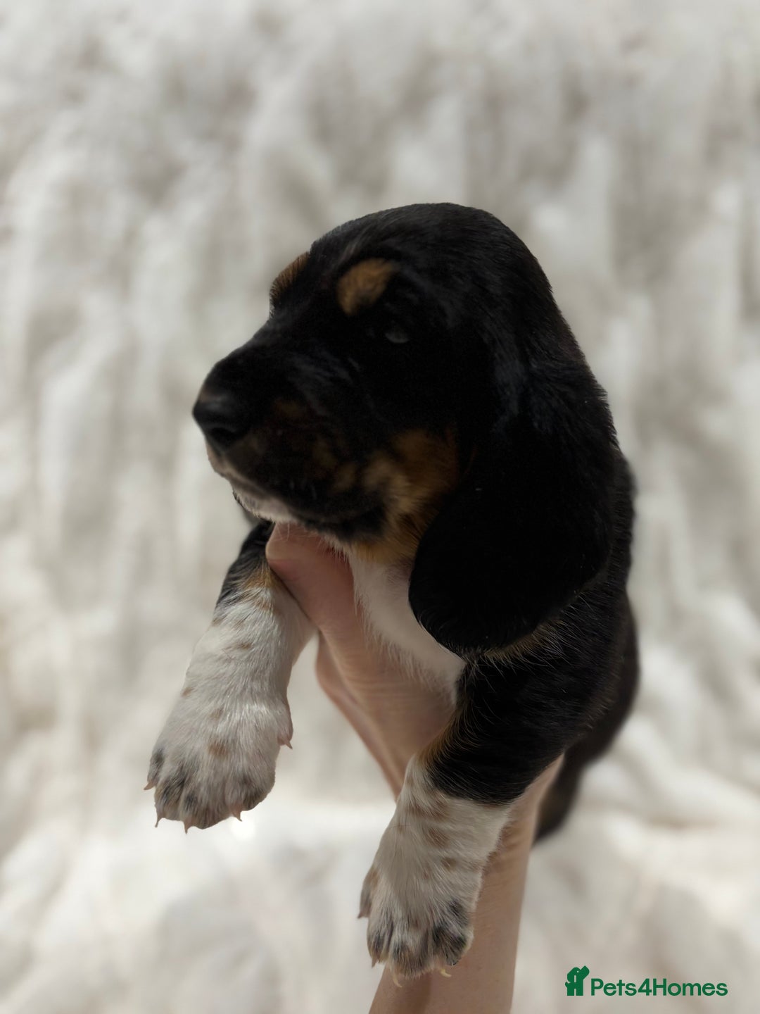 Basset Hound dogs for sale: Bassett hound puppies  - Advert 9