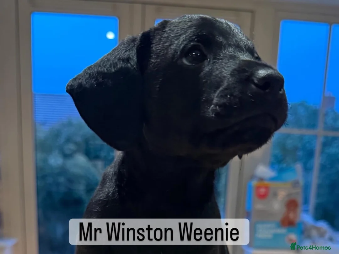 Mixed Breed dogs for sale: CockerDoodleDoo in Market Harborough - Advert 2