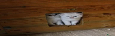 British Shorthair 1