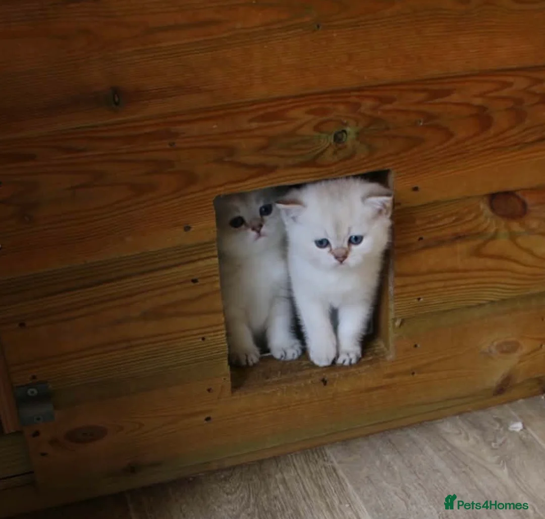 British Shorthair cats for sale: Pedigree British Shorthaired. - Advert 7