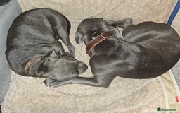 Staffordshire Bull Terrier dogs for sale: blue staffy puppies  - Image 17