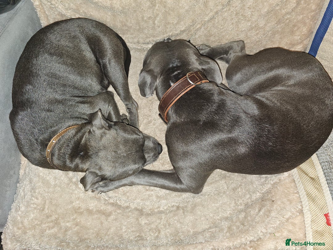 Staffordshire Bull Terrier dogs for sale: blue staffy puppies  - Image 17