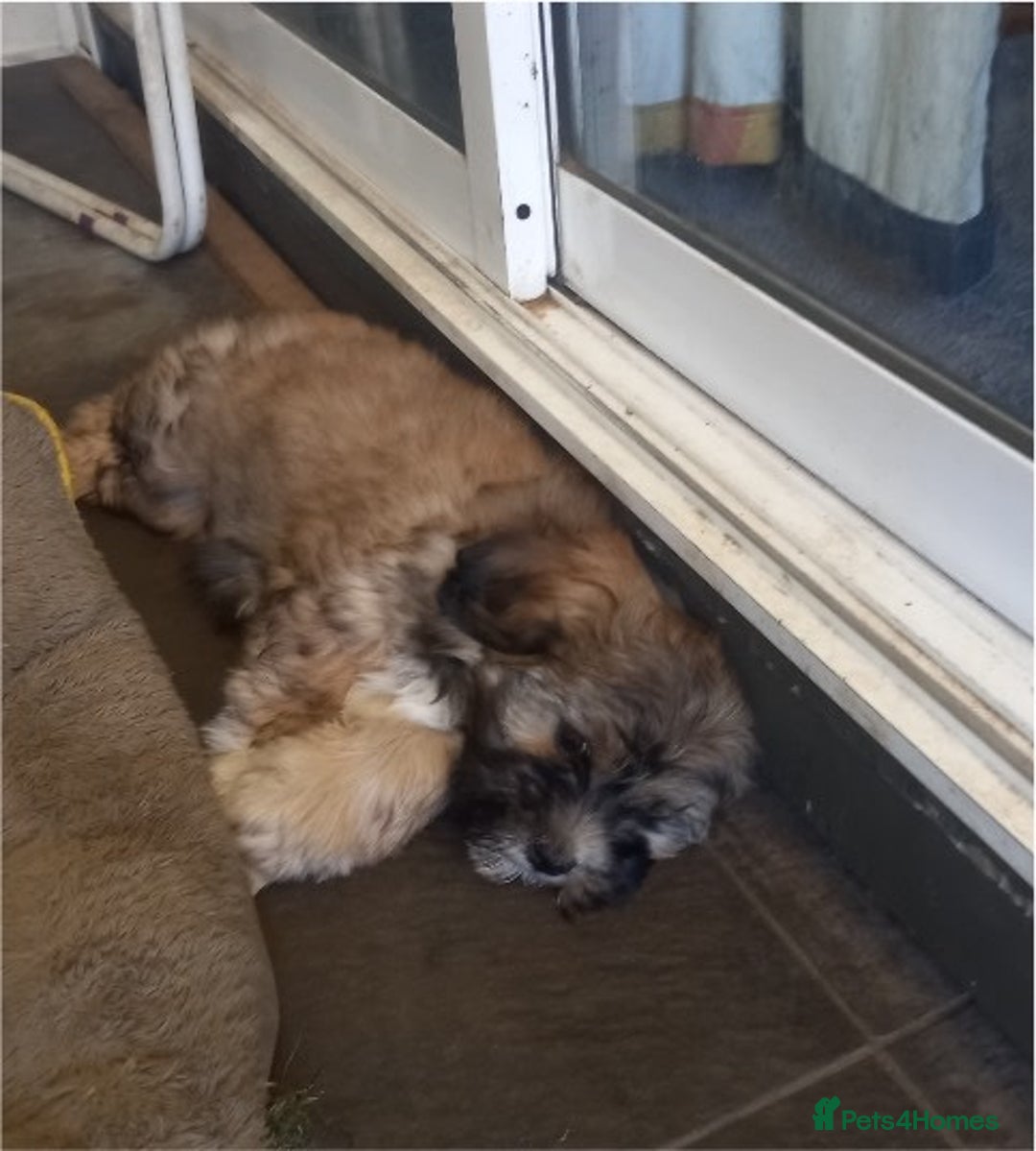 Shih Tzu dogs for sale: Ela–Adorable 9-Week-Old Shih Tzu Girl Seeking H - Advert 4