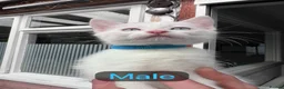 Mixed Breed cats for sale: Kittens from my Khao Manee looking for a home in Hounslow - Advert 10