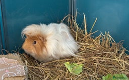 Guinea Pig rodents for sale: Single and Bonded Boars - Image 2
