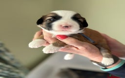 Tibetan Terrier dogs for stud: Tibetan Terrier for Stud Duties - Image 15