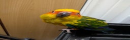 Conures birds for sale: Sun Conure super friendly baby - Advert 5