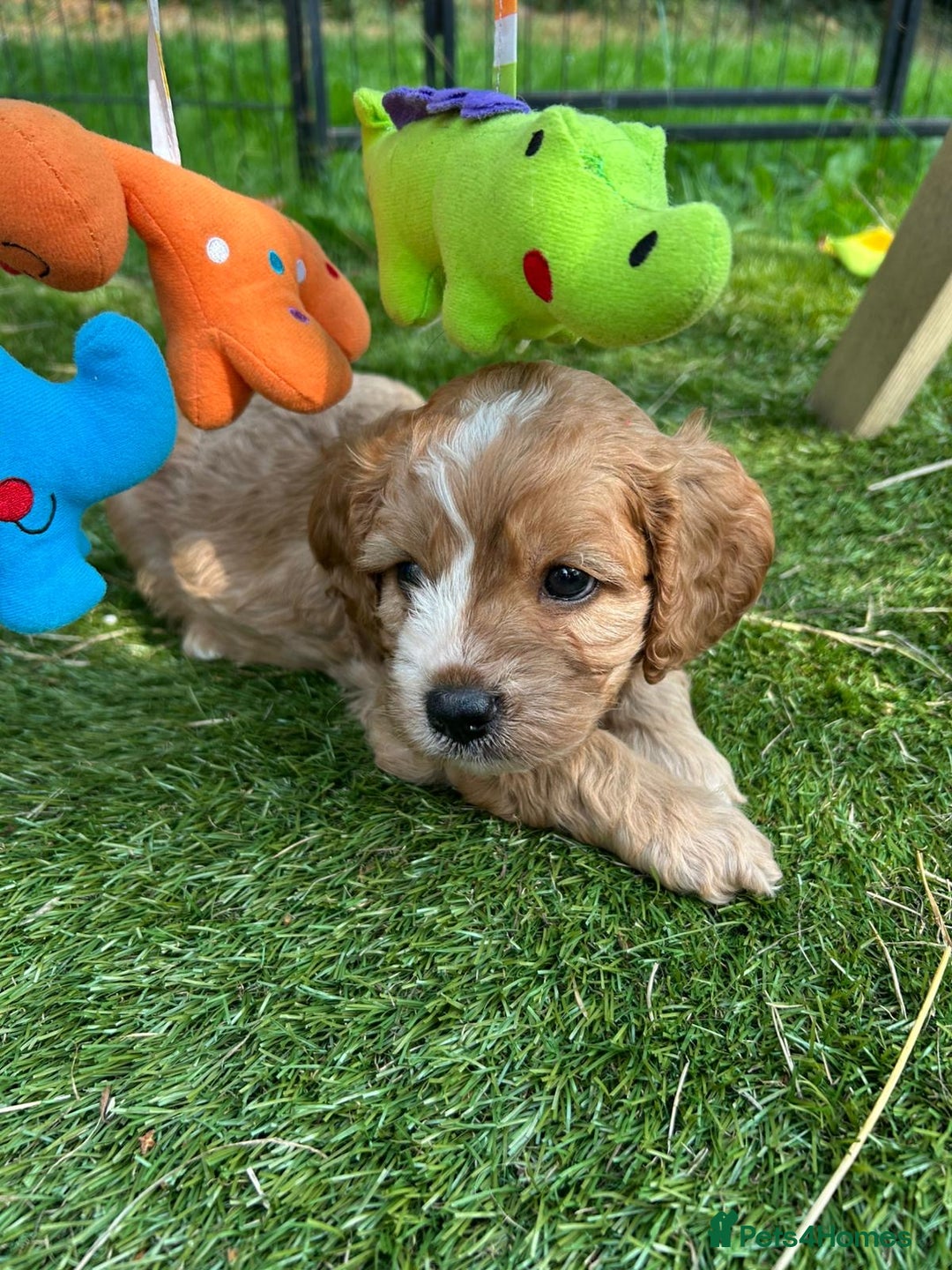 Cavapoo dogs for sale: Beautiful fully DNA tested Cavapoo's  - Image 9