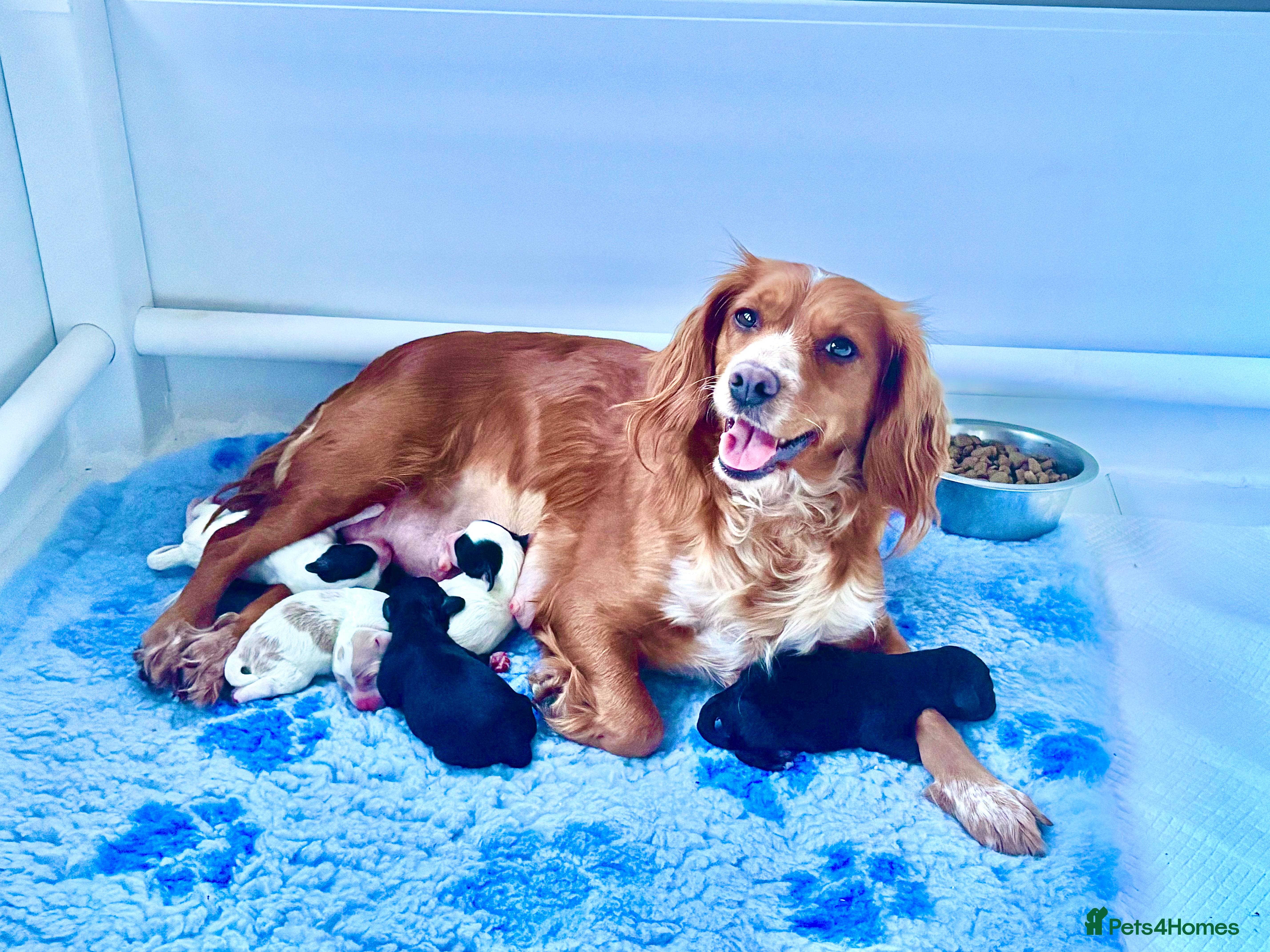 Cockapoo dogs 🐣Toy Cockapoo Puppies 🌸 - Advert 1