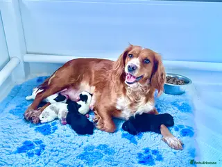 Cockapoo dogs 🐣Toy Cockapoo Puppies 🌸 - Advert 1