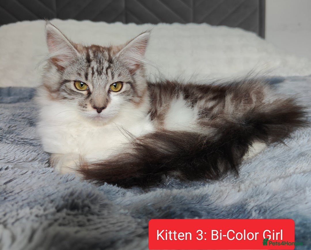 Maine Coon cats for sale: Norwegian Forest Mix European Maine coon Kittens  in Glasgow - Image 4