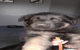 German Shepherd dogs for sale: German shepherd puppies  - Image 5