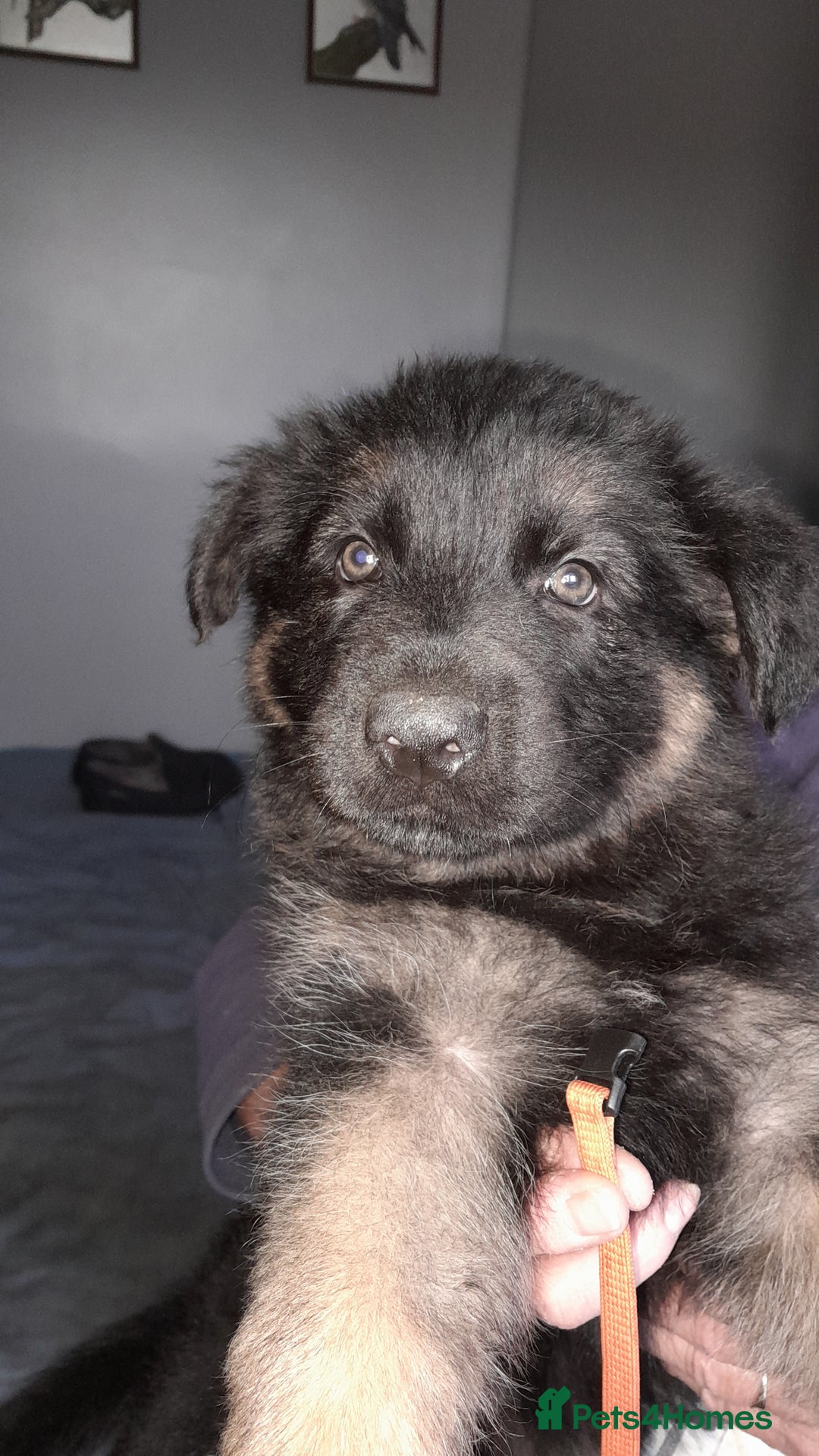 German Shepherd dogs for sale: German shepherd puppies  - Image 5