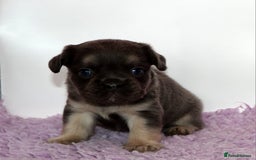 French Bulldog dogs for sale: Fluffy french bulldogs carrying Pink & Testable  - Image 14