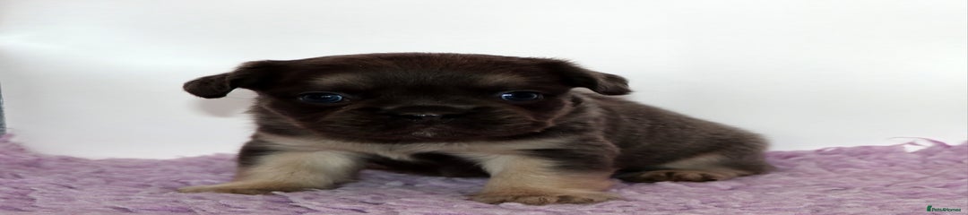 Lila