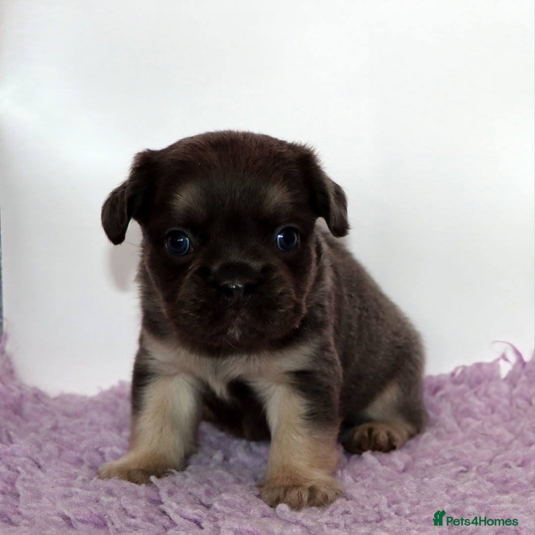 French Bulldog dogs for sale: Fluffy french bulldogs carrying Pink & Testable  - Image 14
