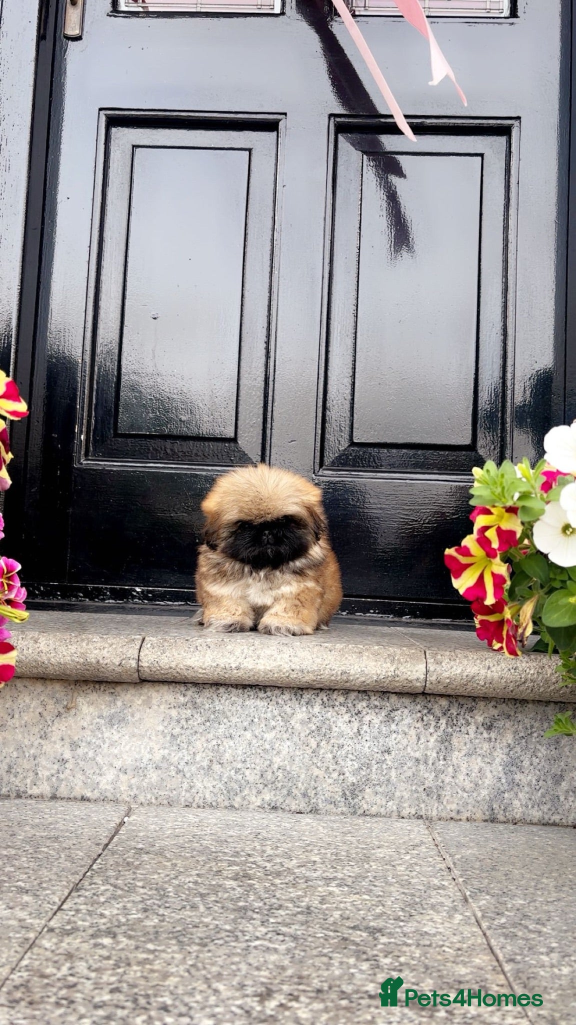 Pekingese dogs Stunning high quality Pekingese puppies  - Advert 5