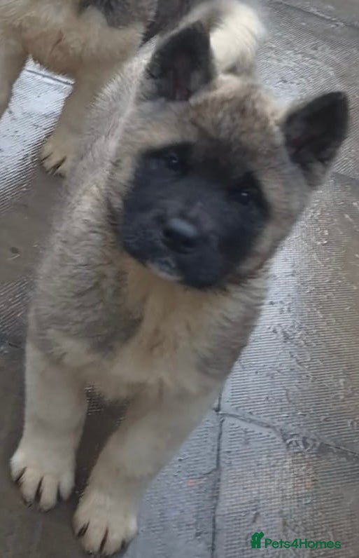 Akita dogs Akita Pups.  - Advert 3