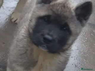 Akita dogs Akita Pups. - Advert 3