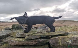 Patterdale Terrier dogs for stud: Nipper - Image 2