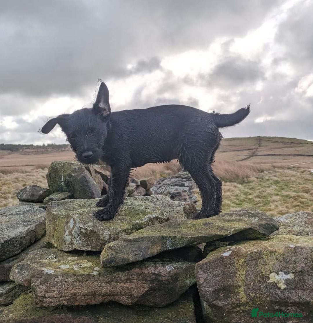 Patterdale Terrier dogs for stud: Nipper - Image 2