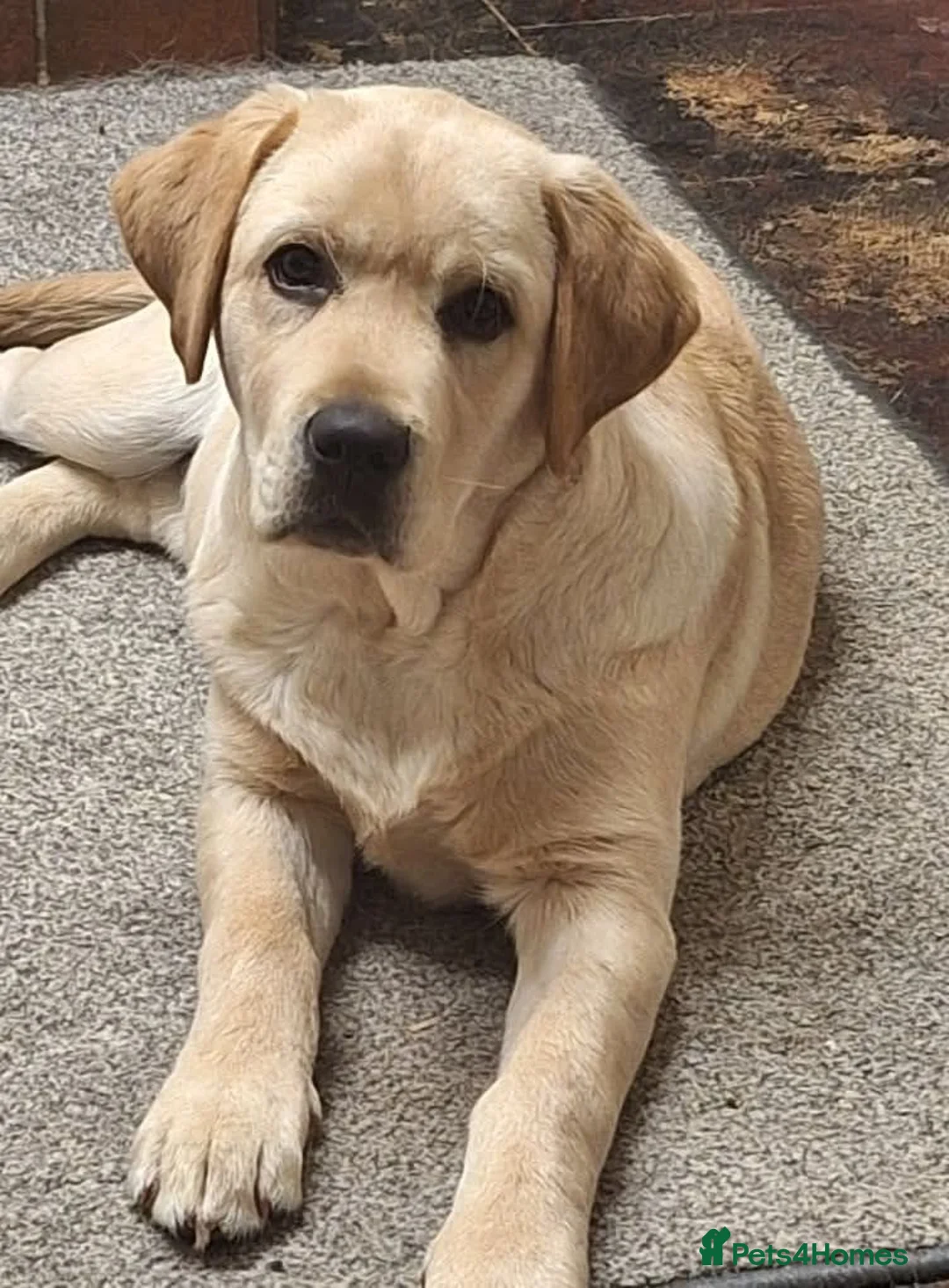 Labrador Retriever dogs for stud: KC Fully Tested Yellow Lab for Stud Only - Advert 7
