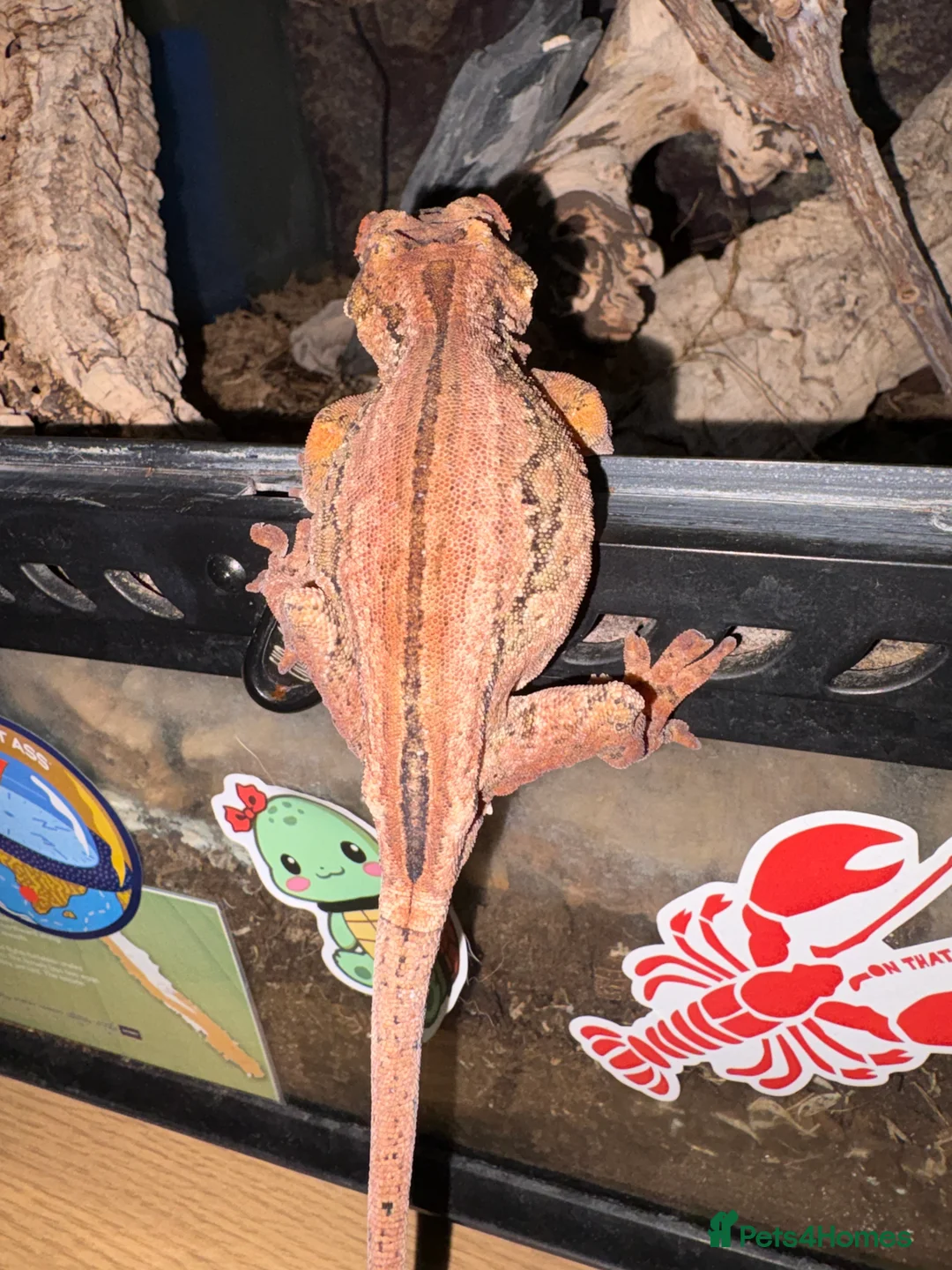 Gecko reptiles for sale: 3 Gargoyle Geckos - Advert 11