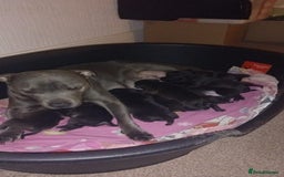 Staffordshire Bull Terrier dogs for sale: 9 beautiful black Staffordshire Bullterriers - Image 2