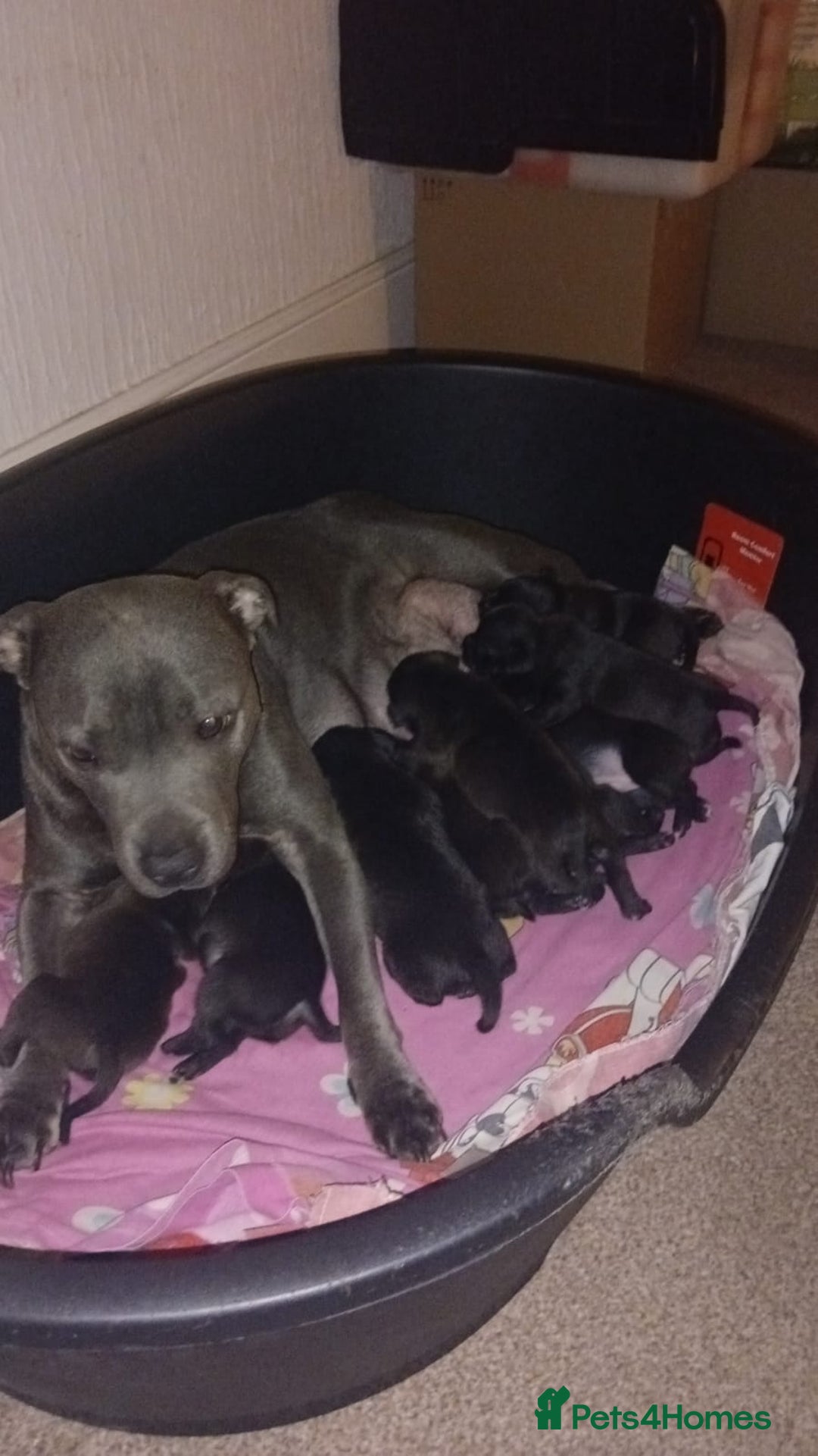 Staffordshire Bull Terrier dogs for sale: 9 beautiful black Staffordshire Bullterriers - Image 2