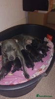 Staffordshire Bull Terrier dogs - Advert 4