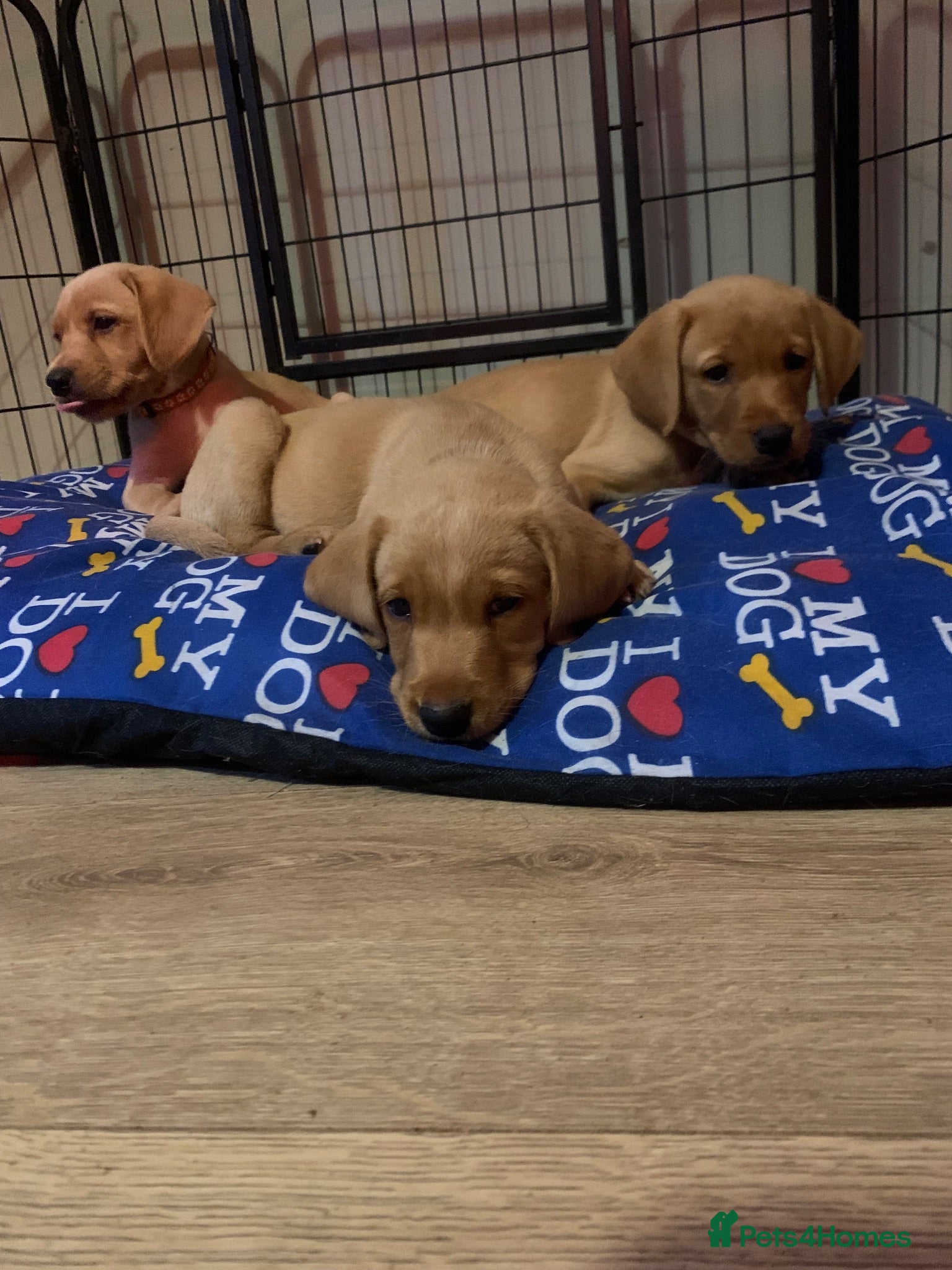 Labrador Retriever dogs  KC Labrador puppies 🐾 - Advert 17