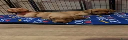 Labrador Retriever dogs for sale:  KC Labrador puppies   - Advert 4