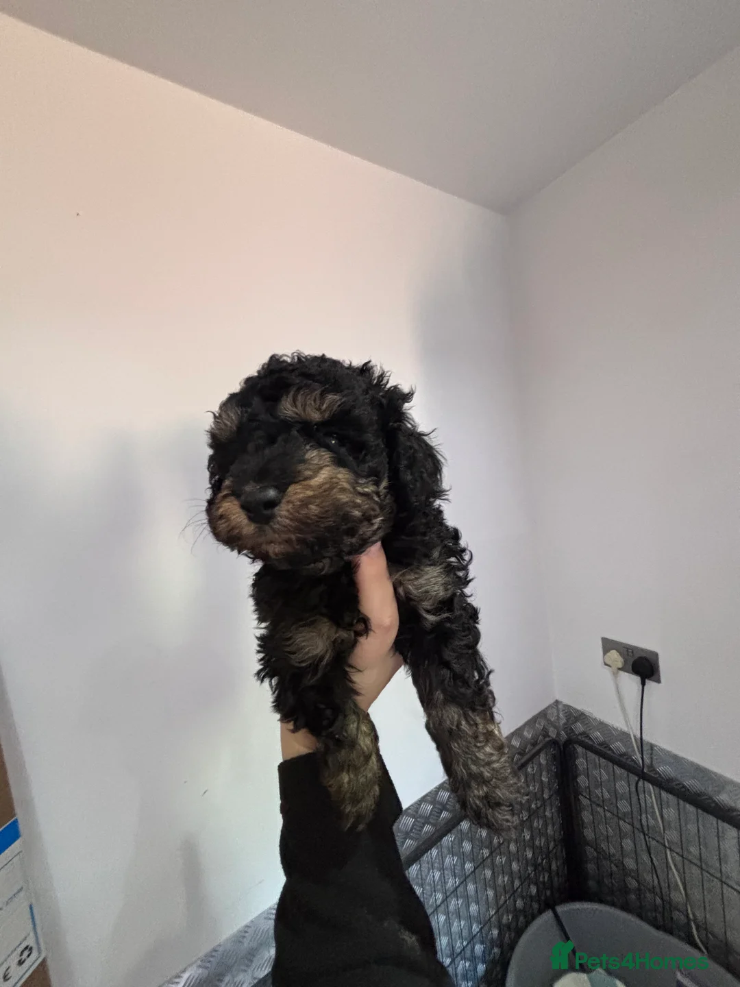 Toy Poodle dogs for sale: Toy poodle puppies  in Heywood - Advert 2