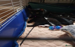 Mixed Breed cats for sale: Kittens  - Image 8