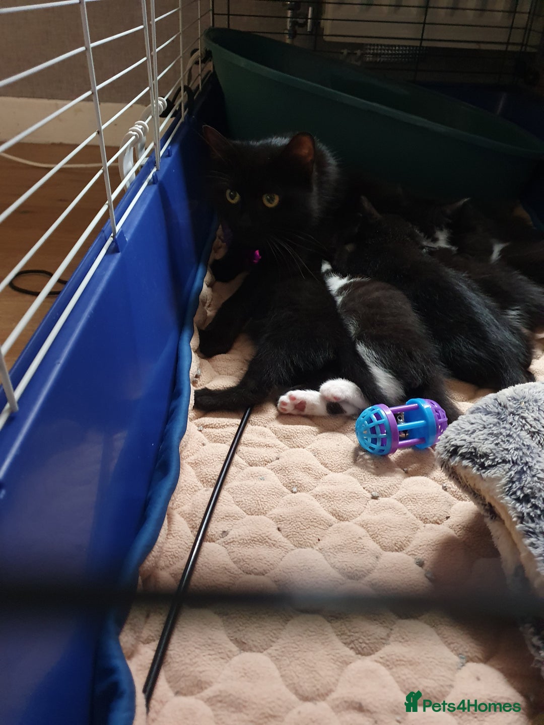 Mixed Breed cats for sale: Kittens  - Image 8