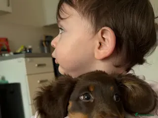 Miniature Dachshund dogs Beautiful KC Registered Miniature Dachshund Puppy - Advert 5