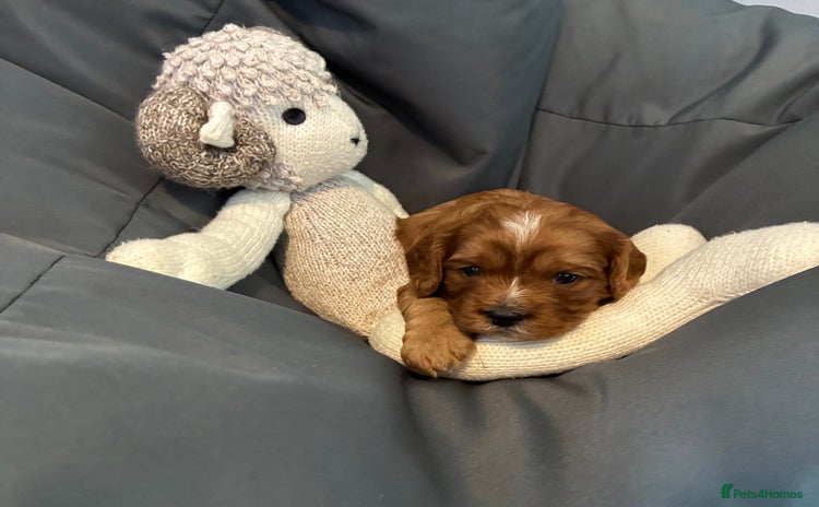 Cavapoo dogs Cavapoo puppies - Advert 13