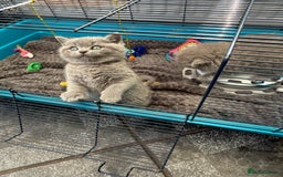 British Shorthair cats for sale: Gorgeous teddy BHS kitties from GCCF parents  - Image 9